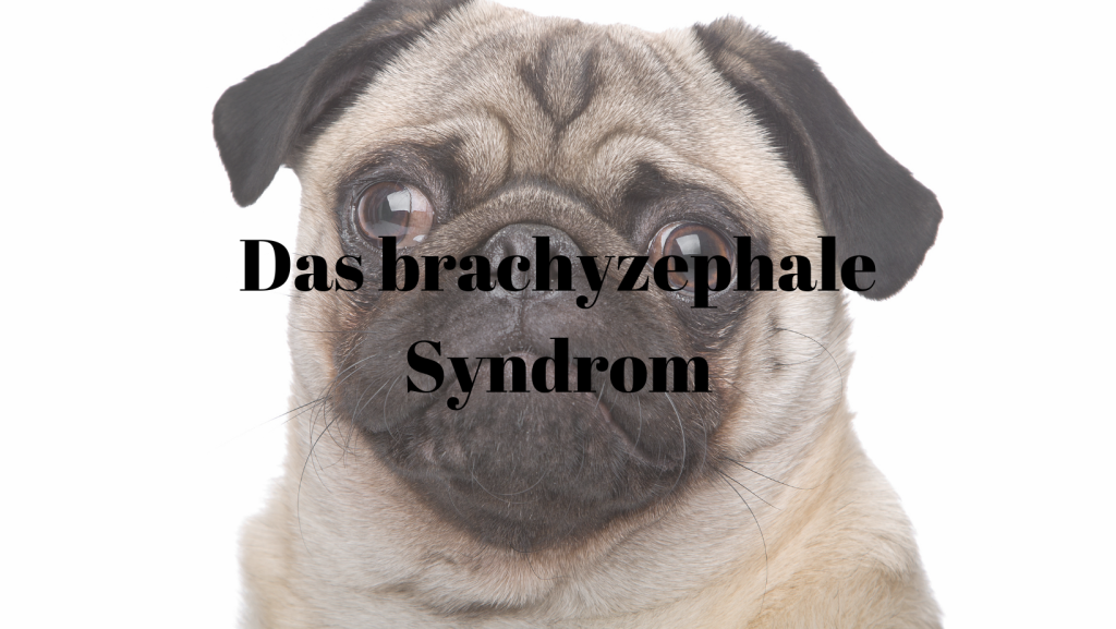 Brachyzephales Syndrom