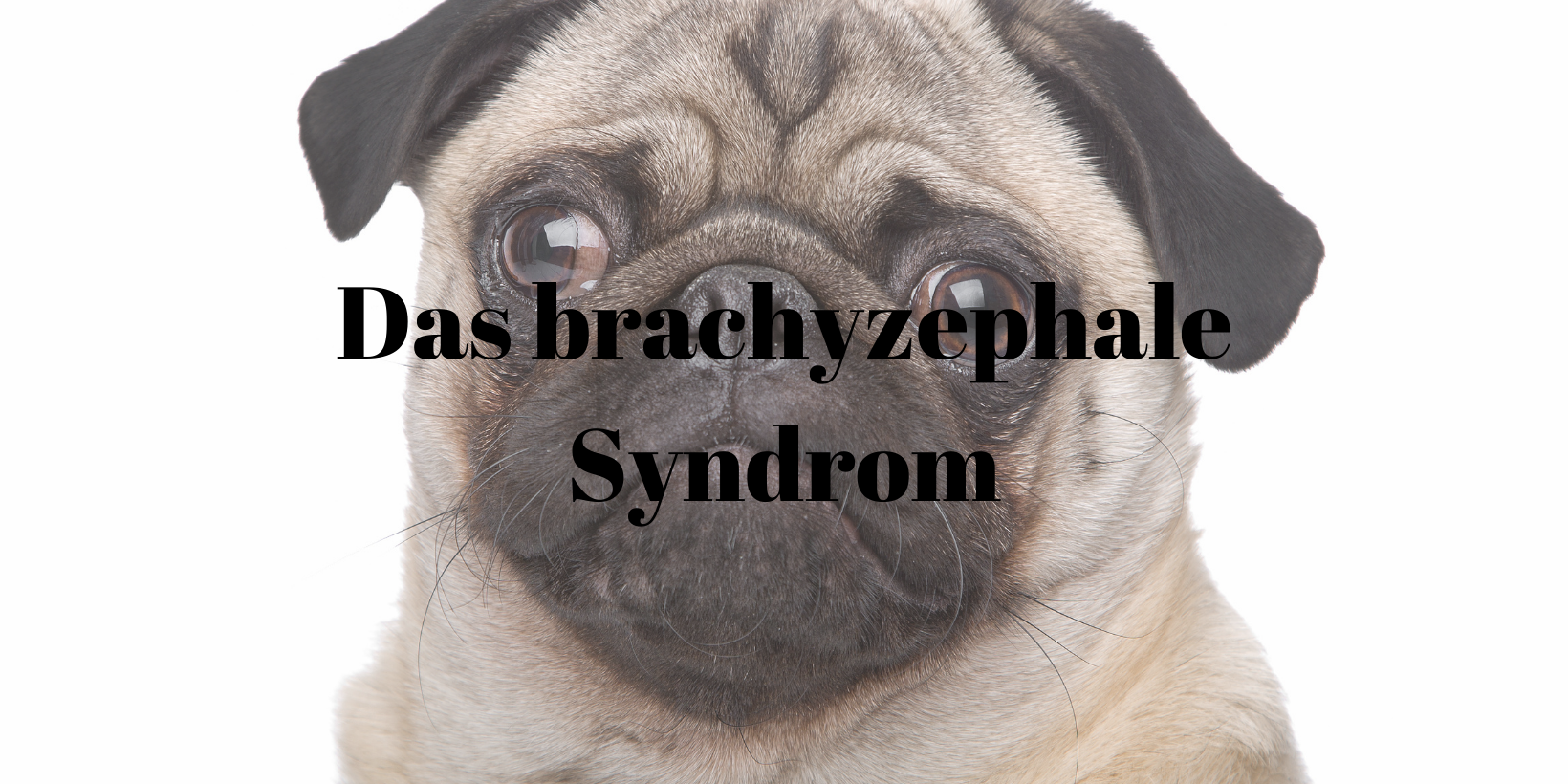 44 Brachyzephales Syndrom