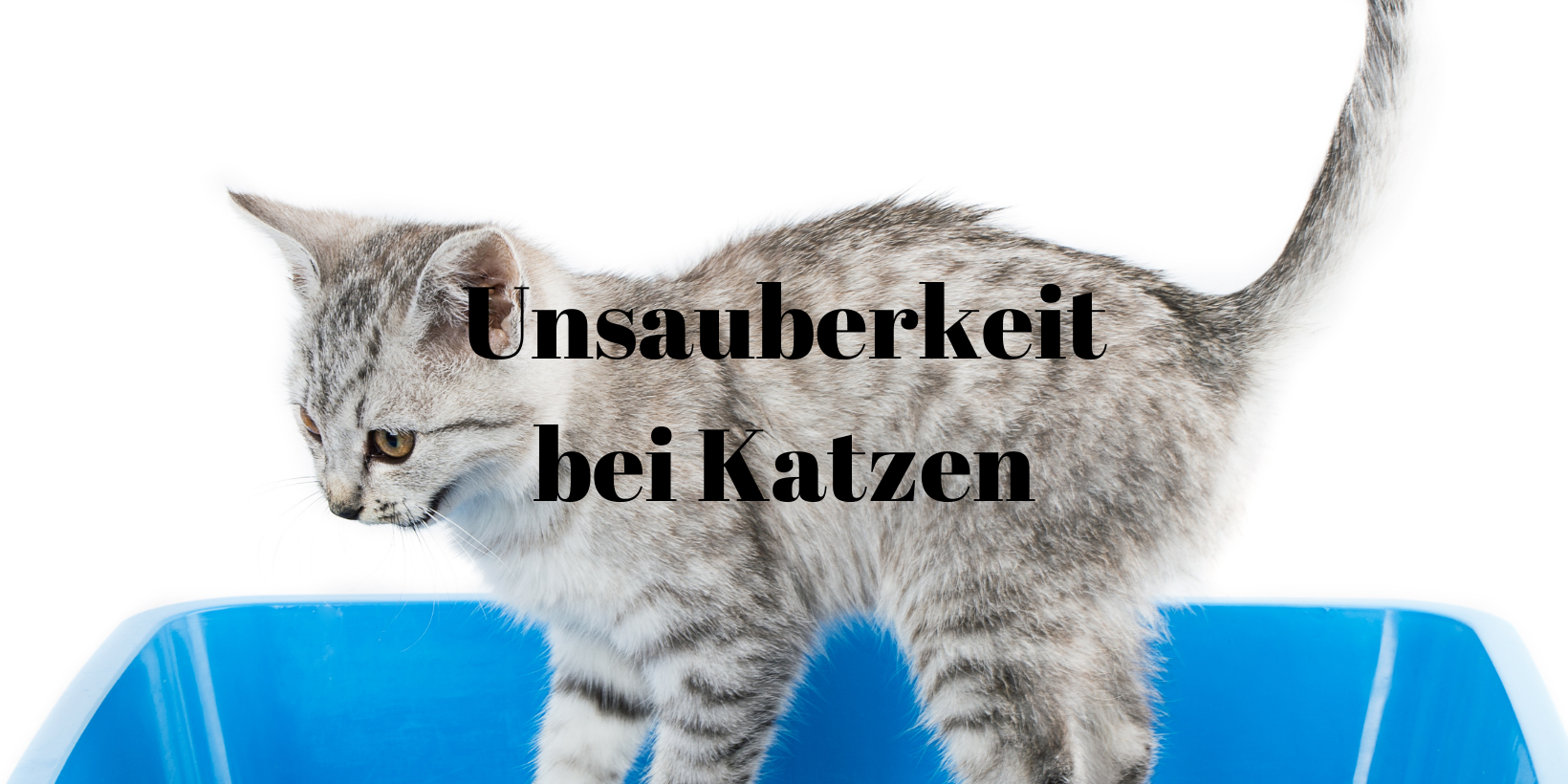 45 Unsauberkeit Katze