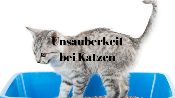 Unsauberkeit Katze