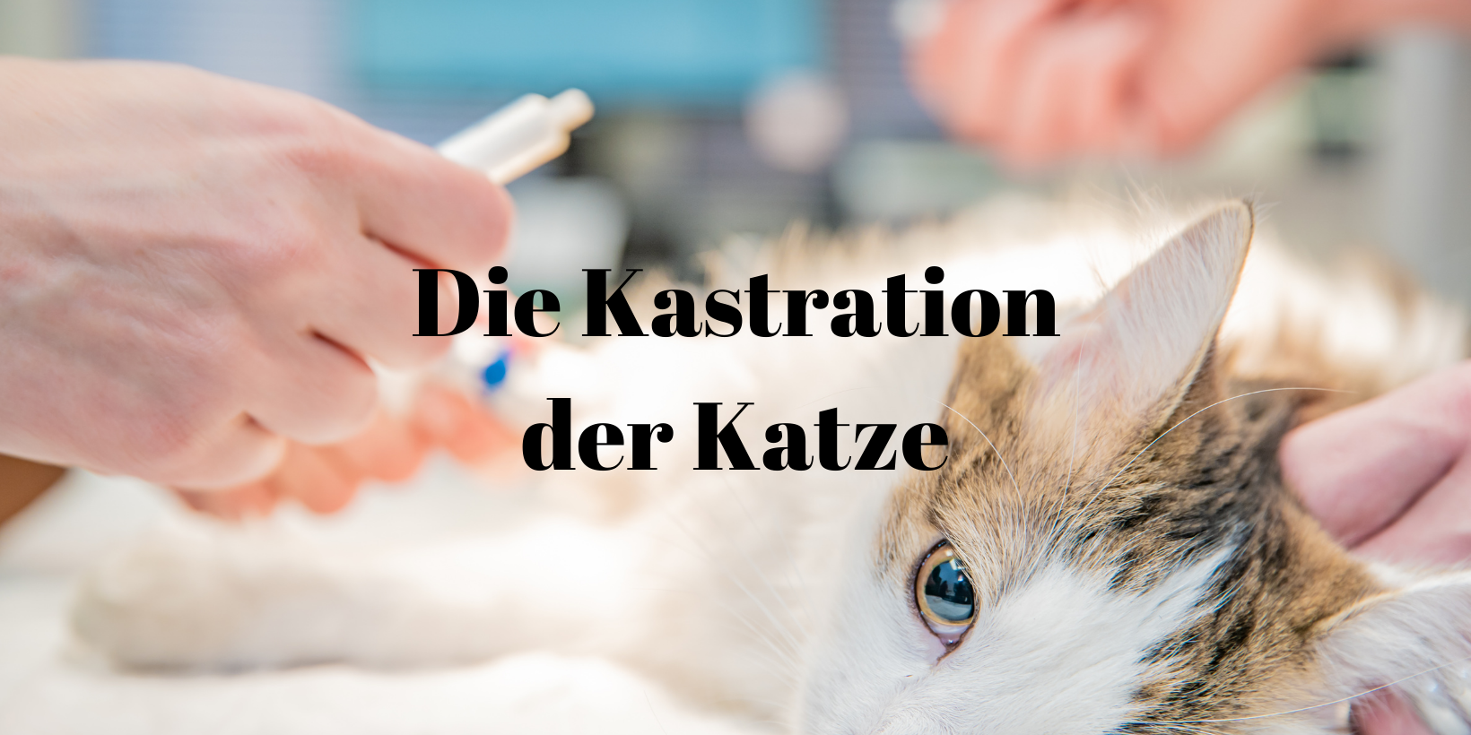 Kastration Katze