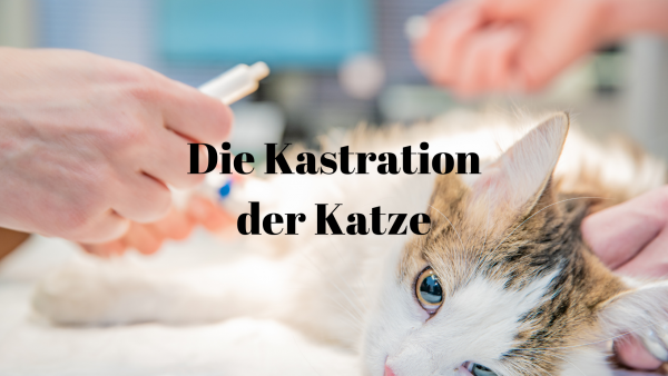 Kastration Katze