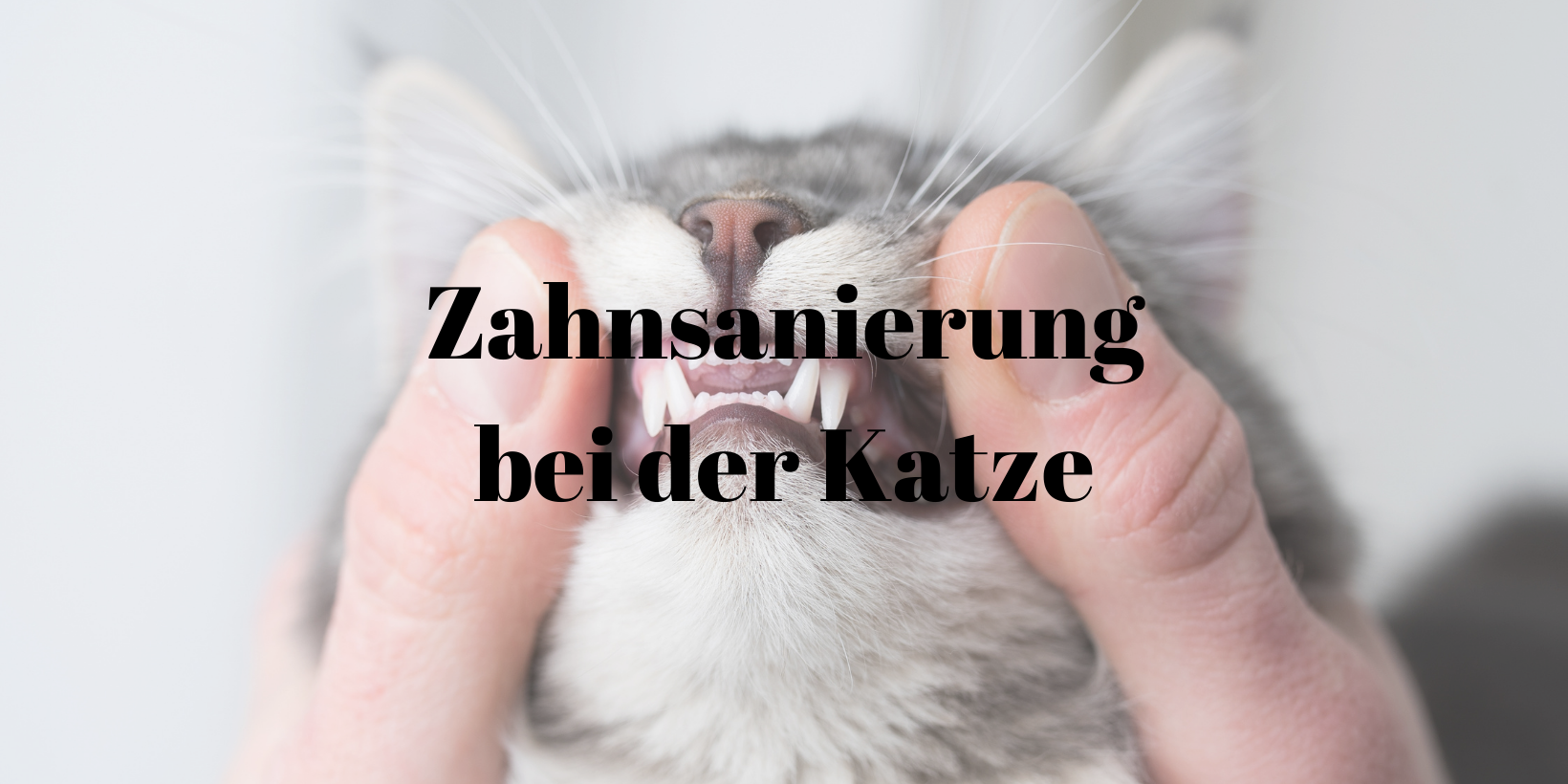 48 Zahnsanierung Katze