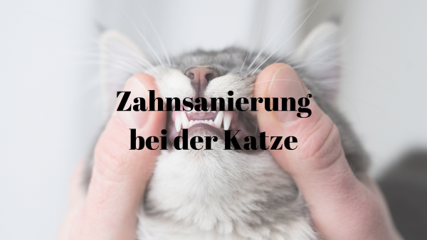 Zahnsanierung Katze