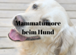 Mammatumore Hund