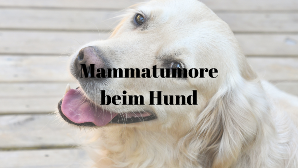 52 Mammatumore Hund