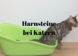Harnsteine Katzen