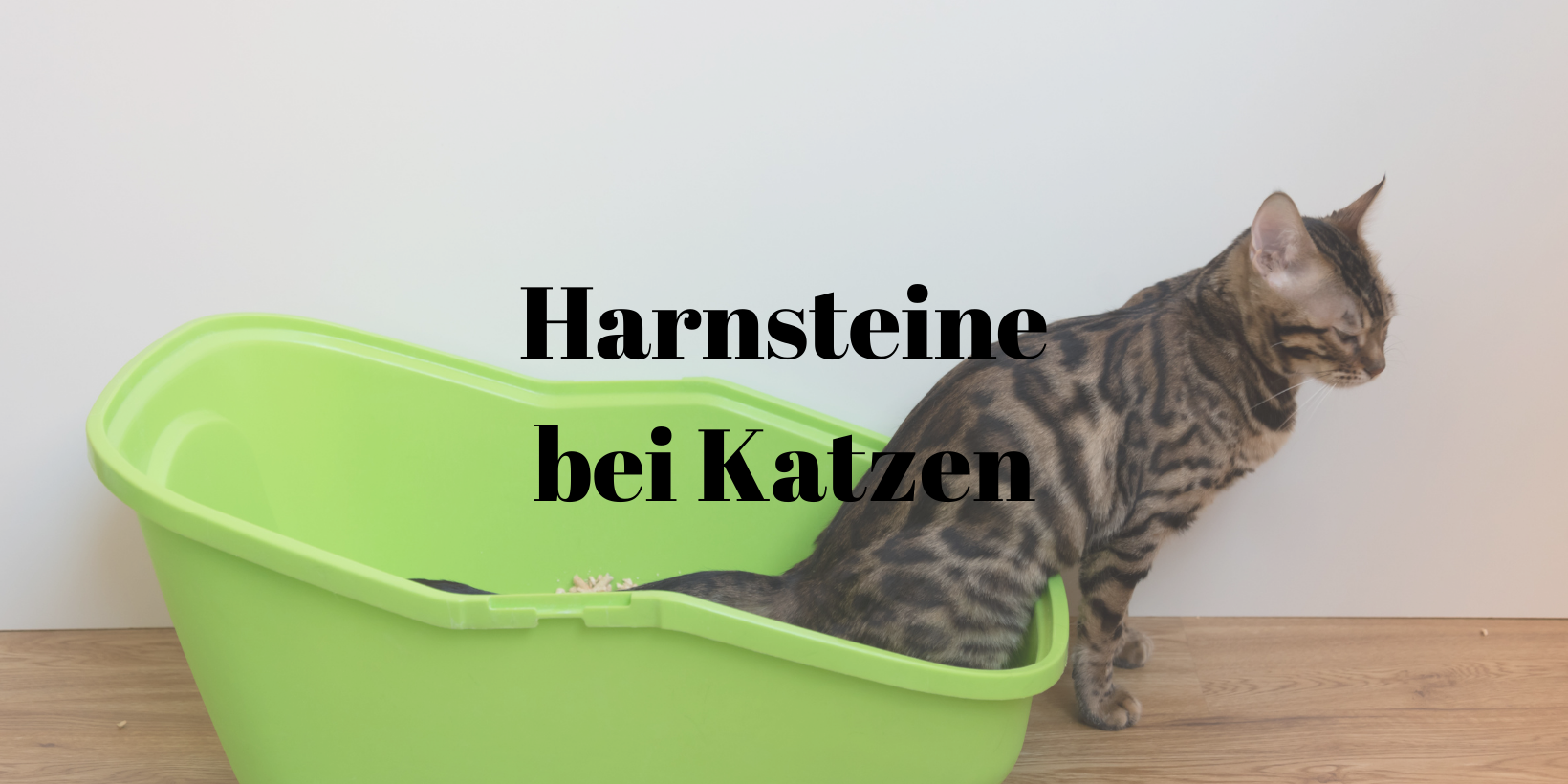 Harnsteine Katzen
