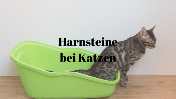 Harnsteine Katzen
