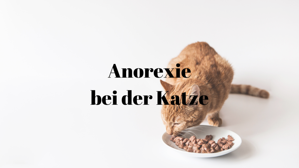 Anorexie Katze