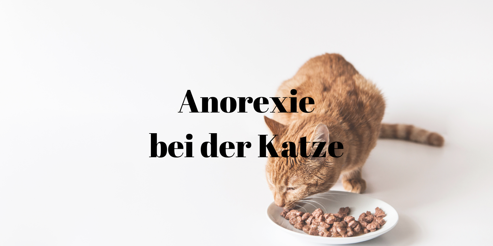 56 Anorexie Katze