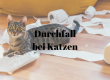 Durchfall Katze
