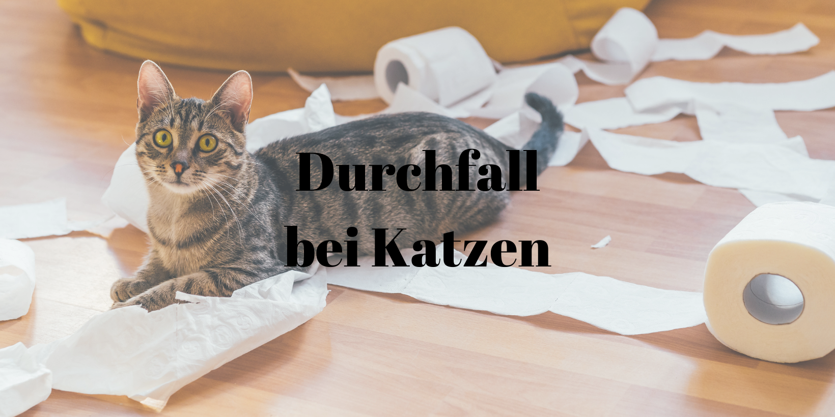 59 Durchfall Katze