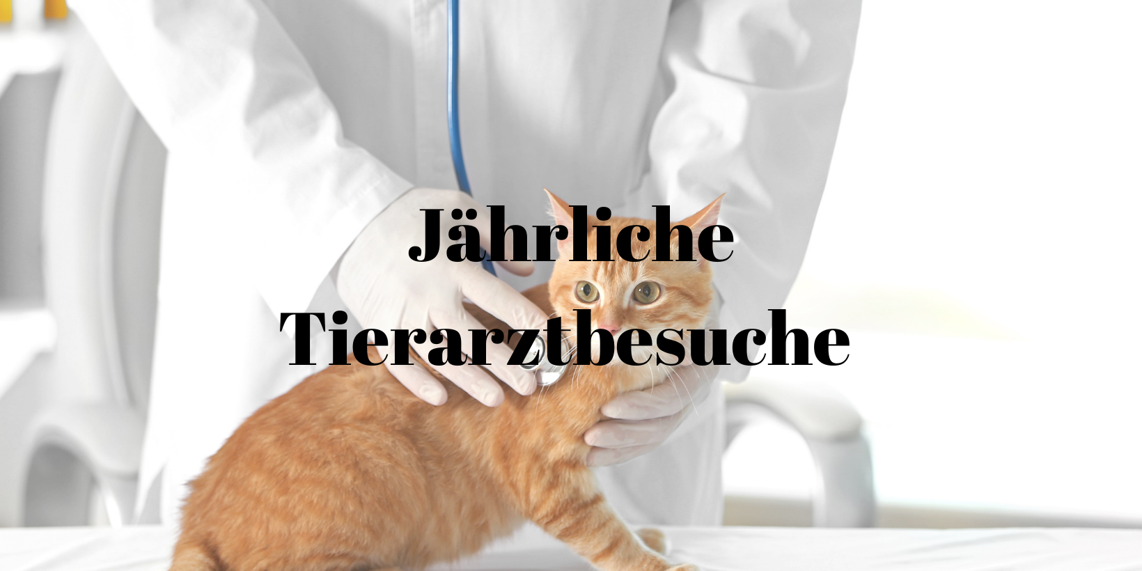 6 Jährliche Tierarztbesuche