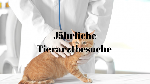 6 Jährliche Tierarztbesuche