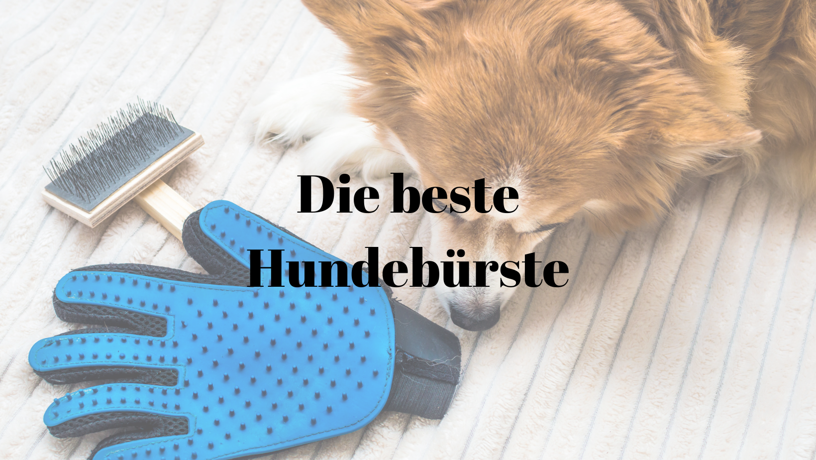 Beste Hundebürste