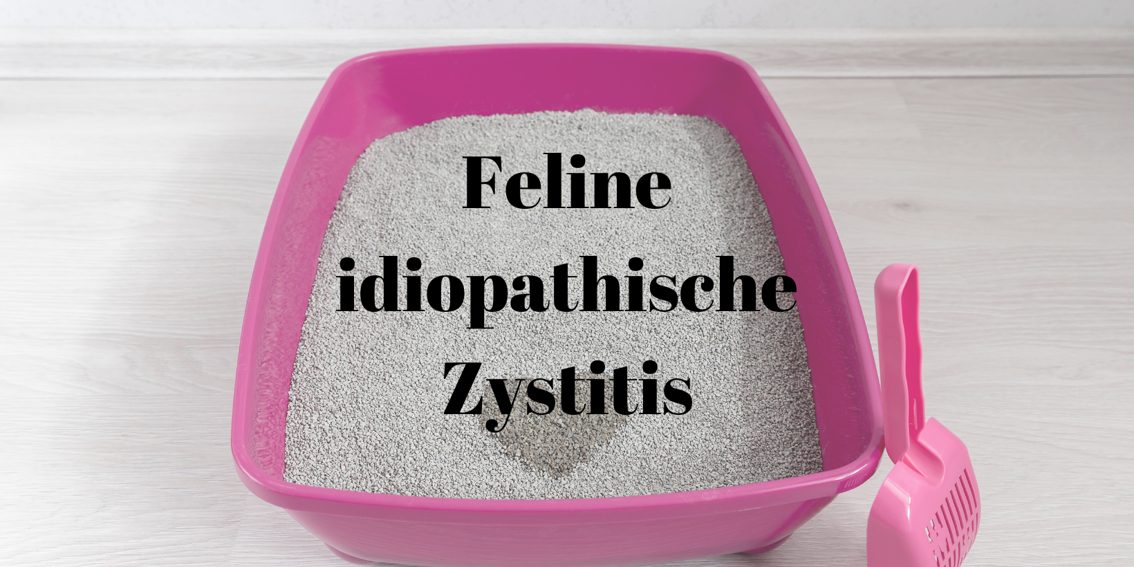 Feline idiopathische Katze