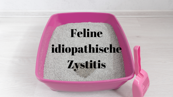 Feline idiopathische Katze