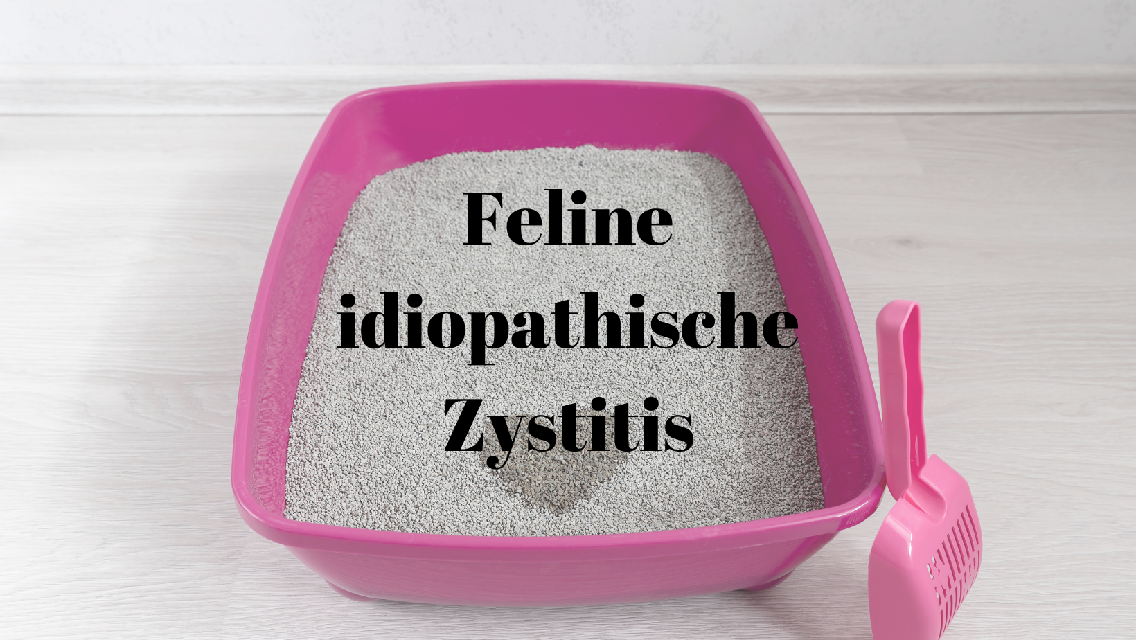 Feline idiopathische Katze