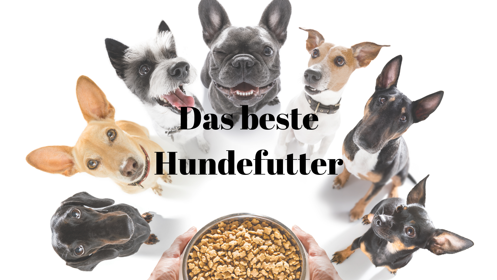 Bestes Hundefutter