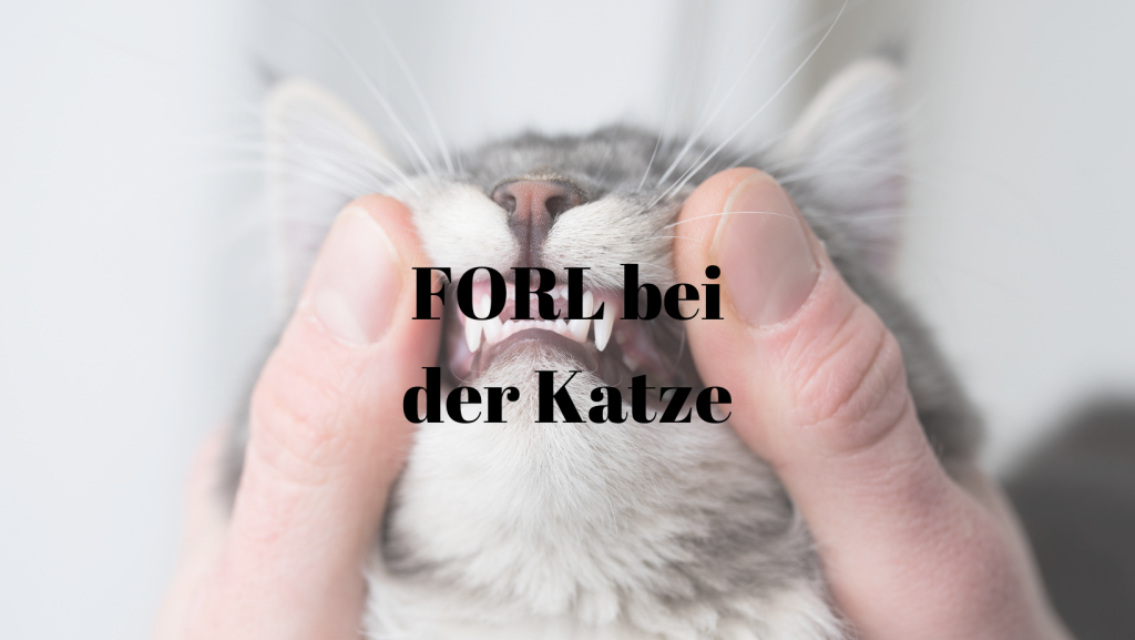 FORL Katze