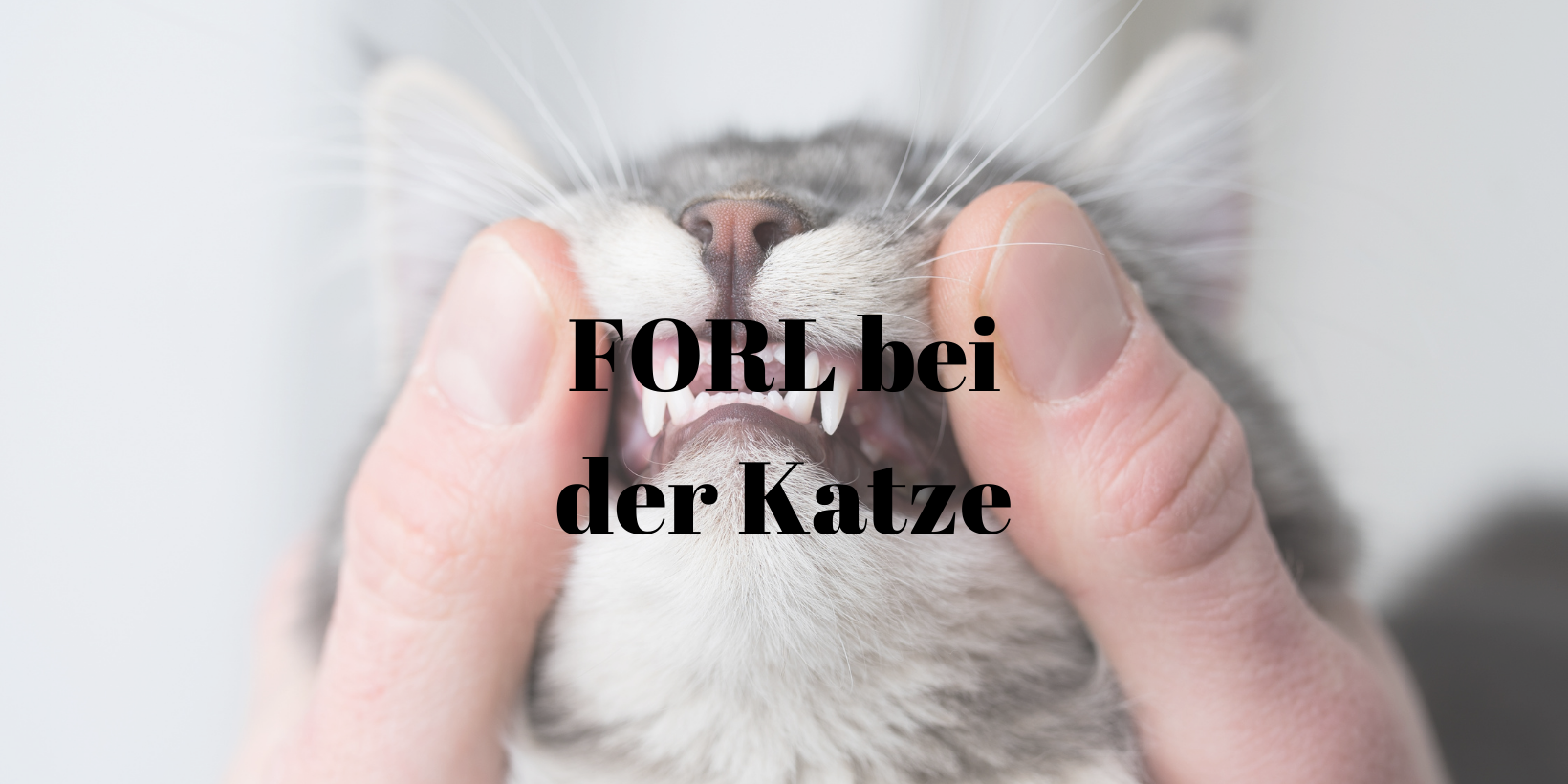 FORL Katze
