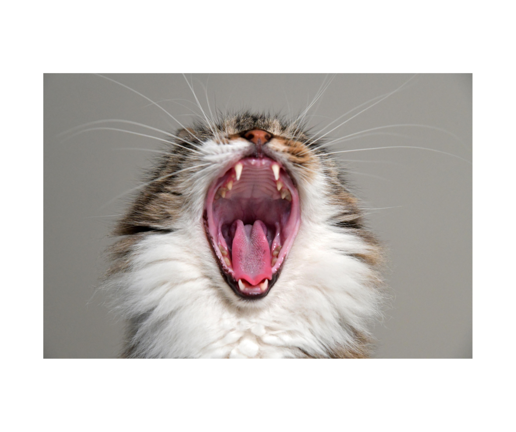 Zahnsanierung bei der Katze PawsomeVetAdvice