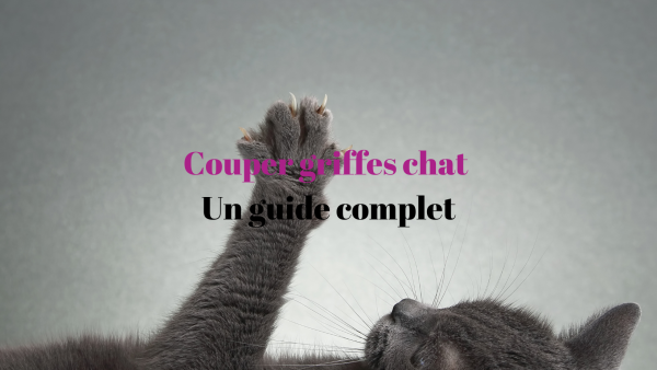 couper griffes chat