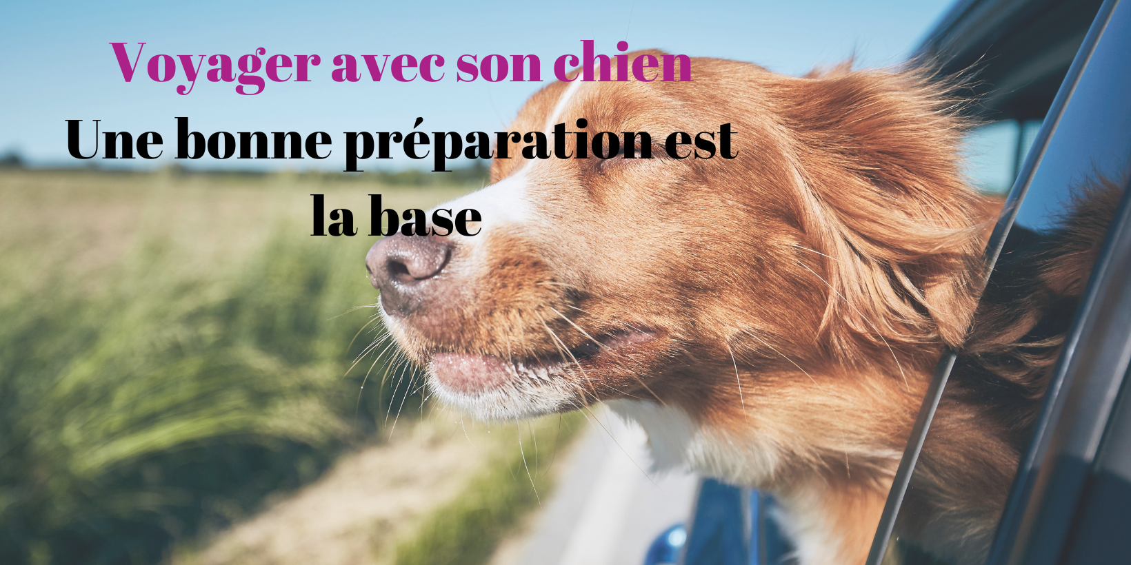 Krallen schneiden bei der Katze – Ein vollständiger Leitfaden-15 Voyager avec son chien