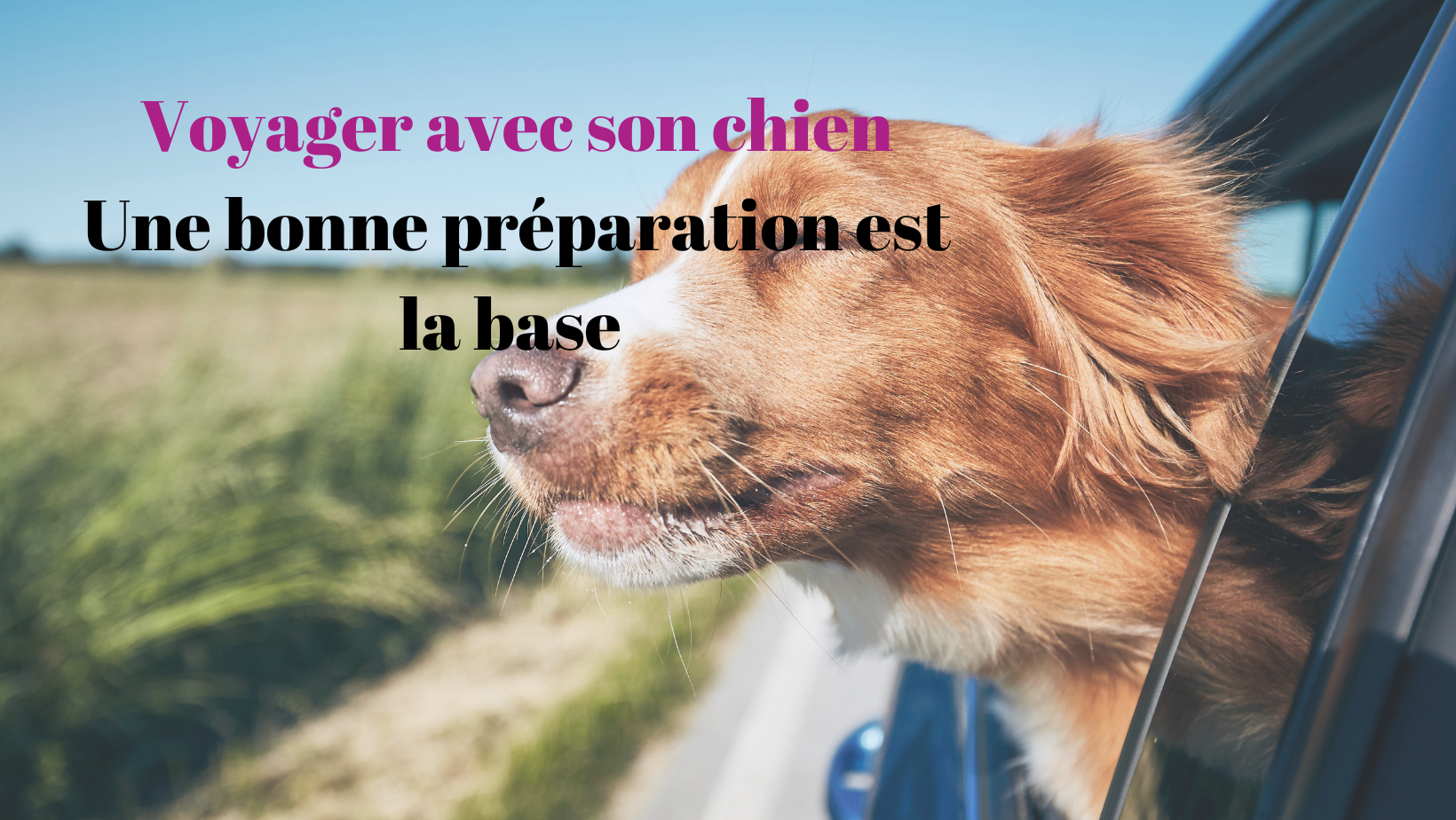 Voyager avec son chien