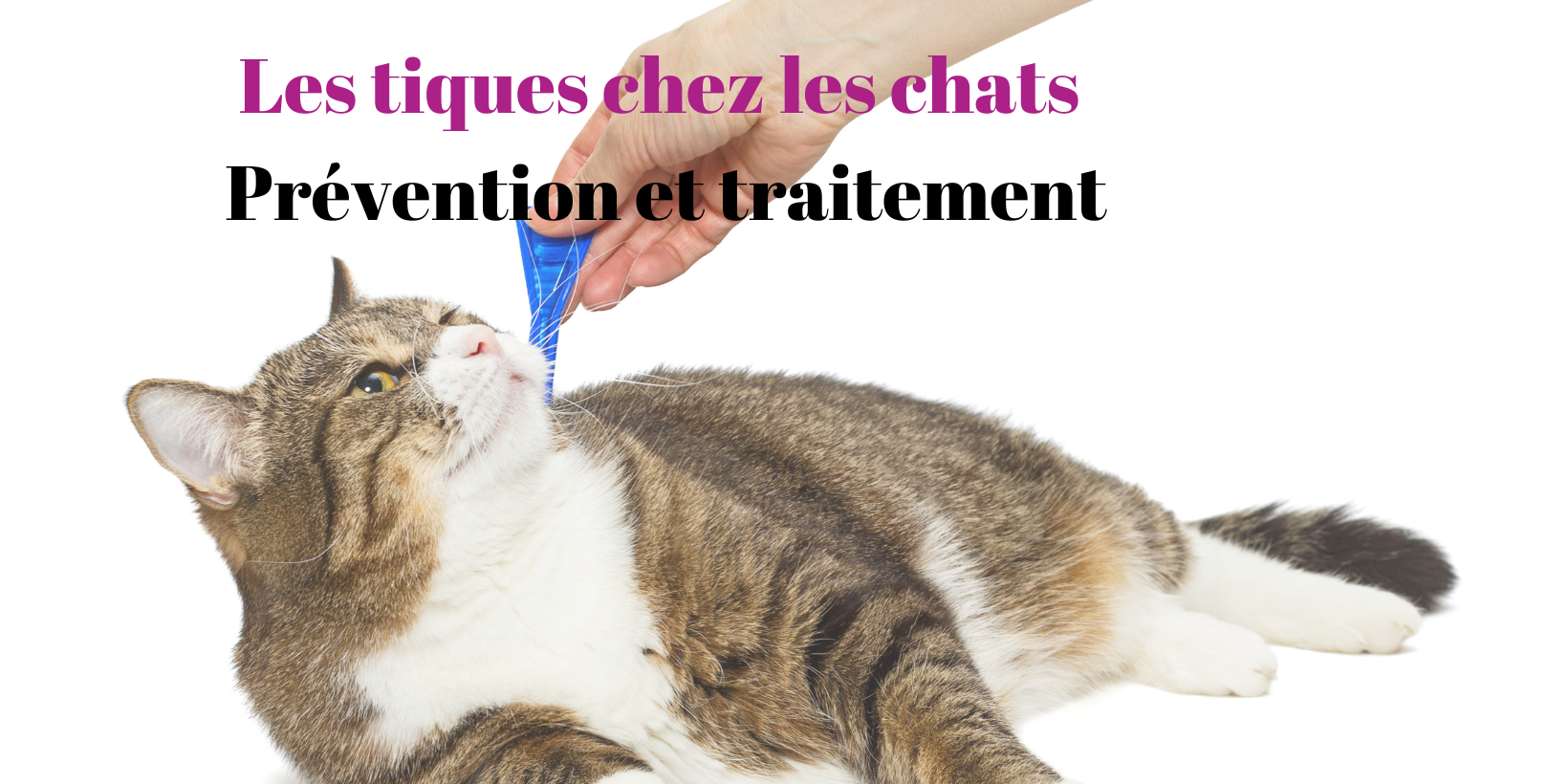 Krallen schneiden bei der Katze – Ein vollständiger Leitfaden-9