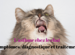 L'asthme chez le chat