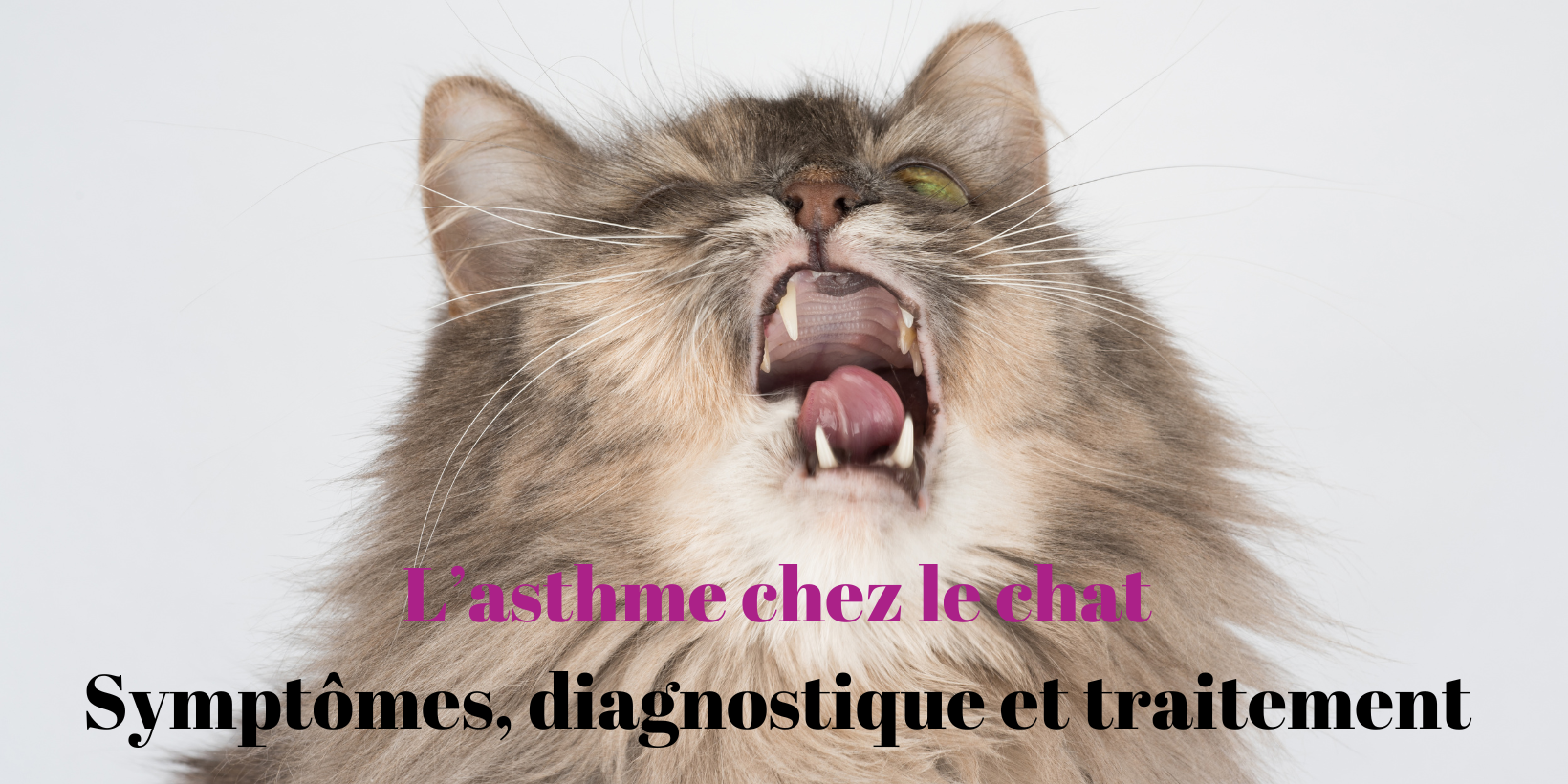 L'asthme chez le chat