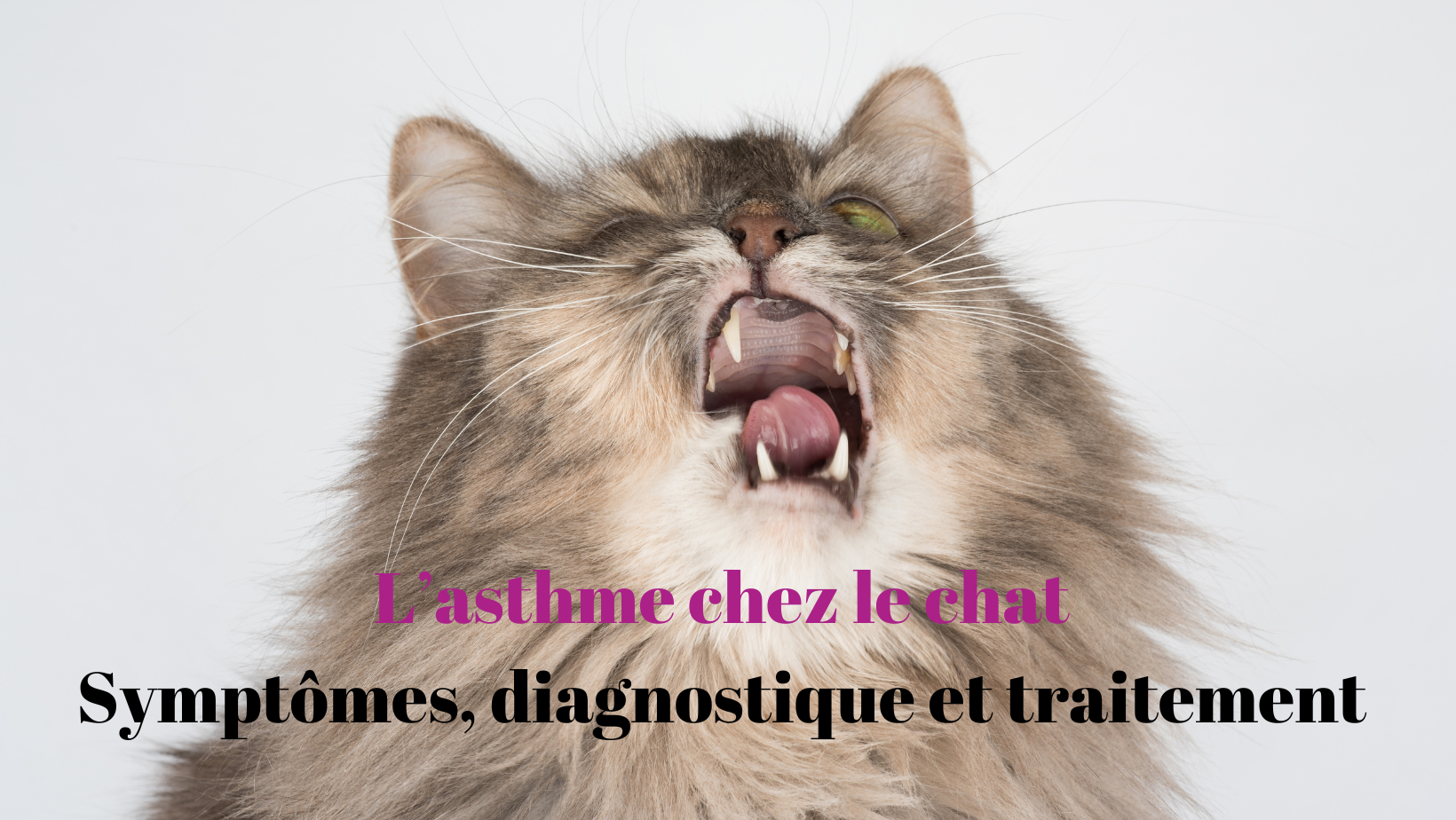 L'asthme chez le chat