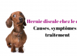 Hernie discale chez le chien
