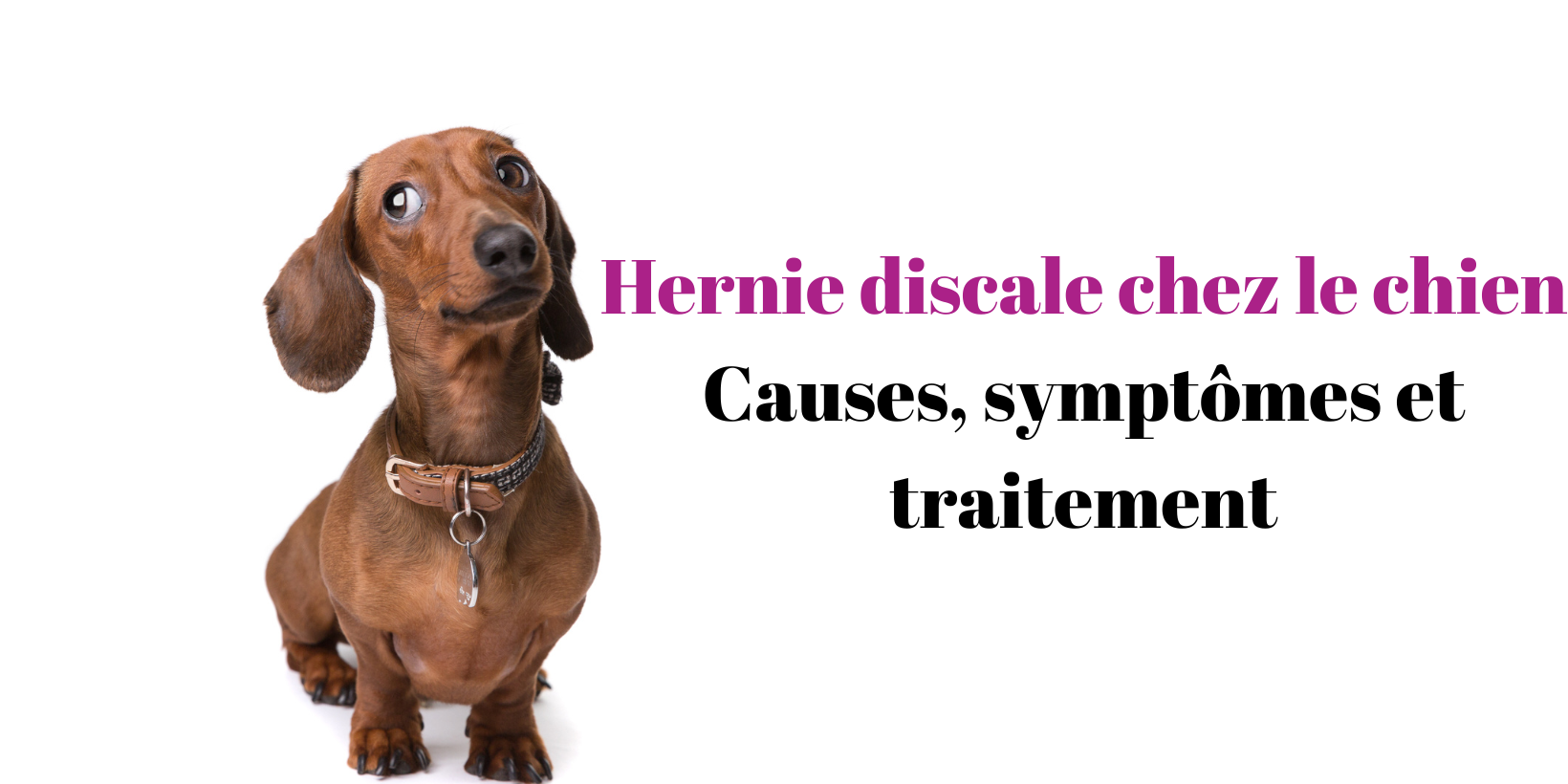 Hernie discale chez le chien