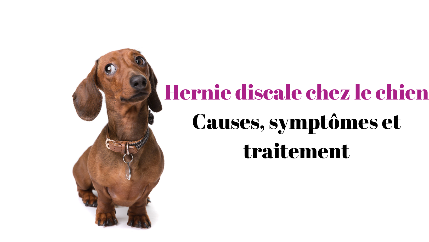 Hernie discale chez le chien