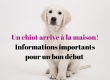 L'arrivée d'un chiot
