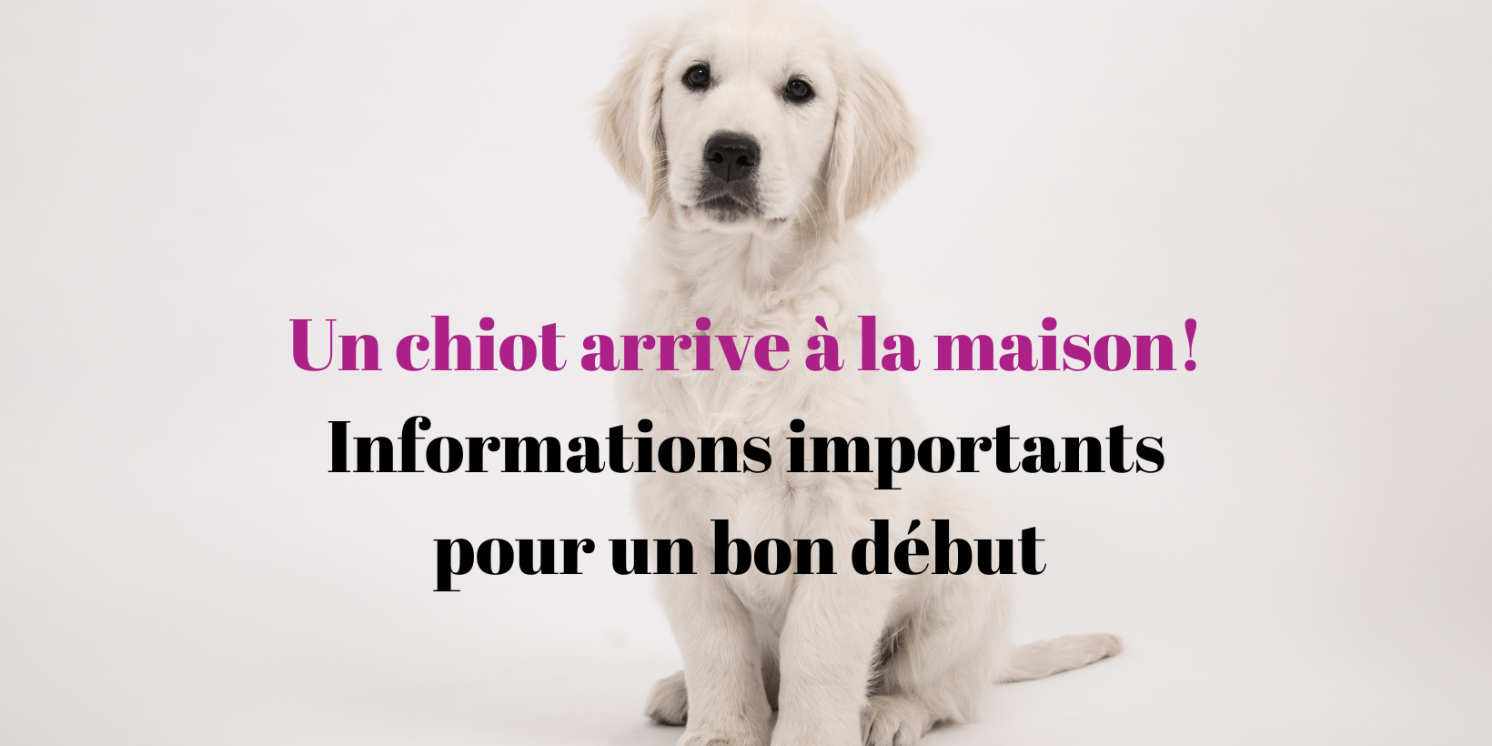 26 L'arrivée d'un chiot