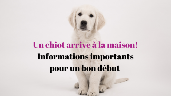 L'arrivée d'un chiot