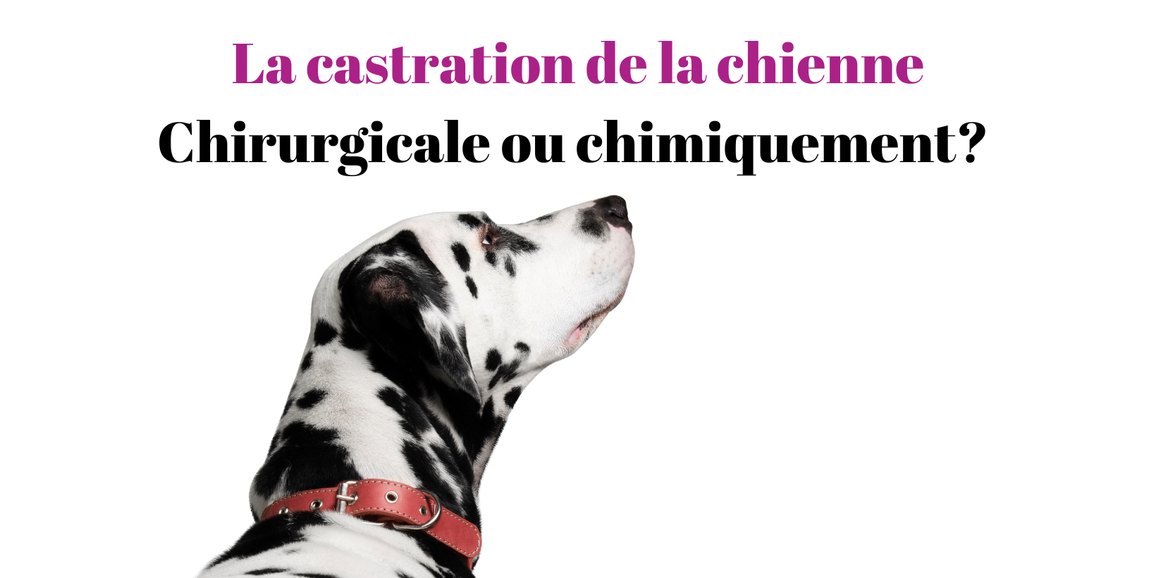 Castration de la chienne