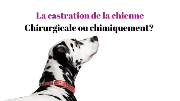 Castration de la chienne