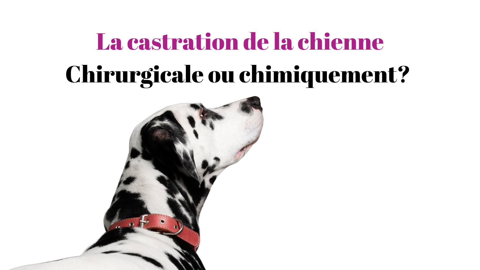 Castration de la chienne