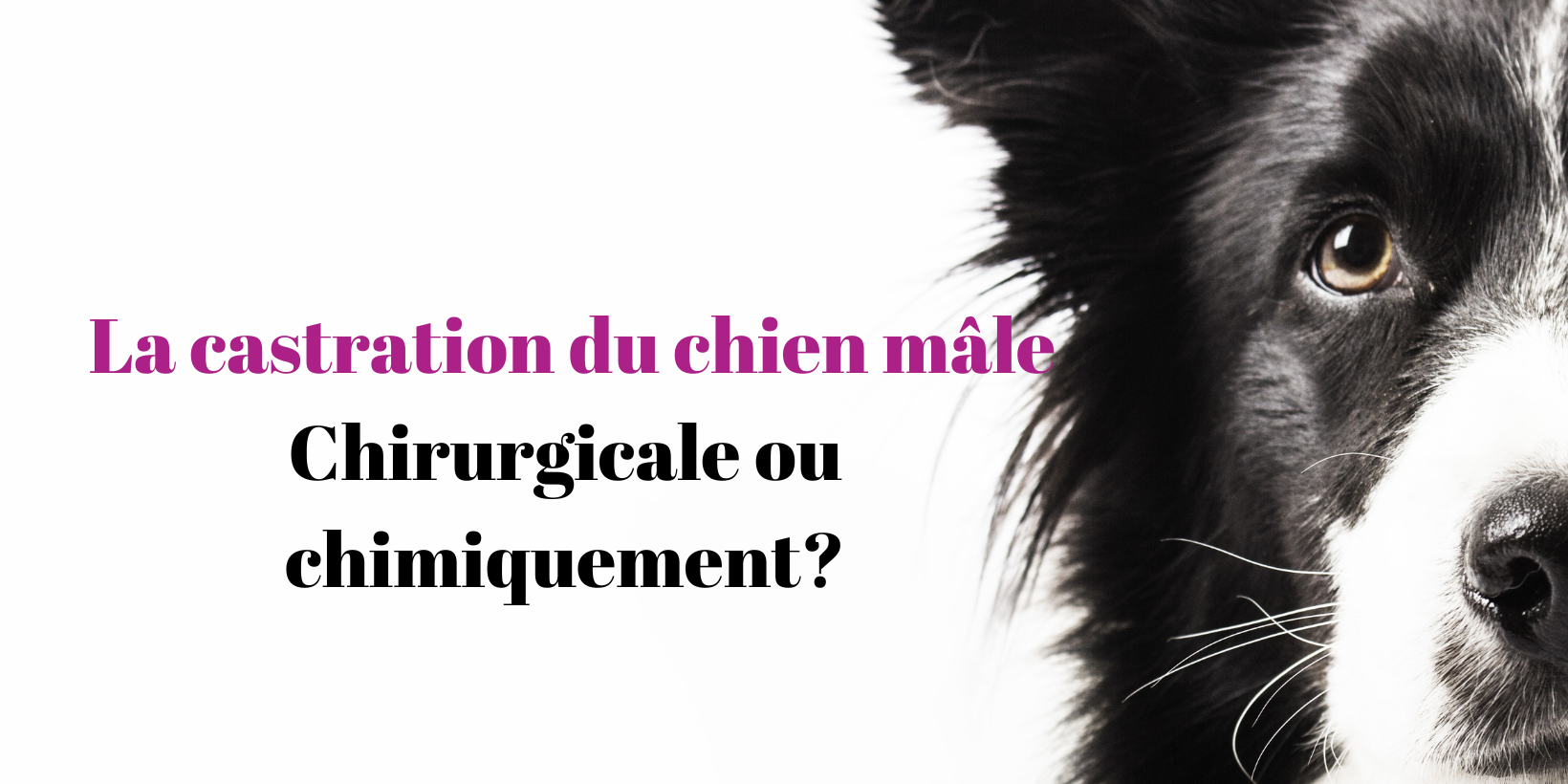 Castration du chien mâle