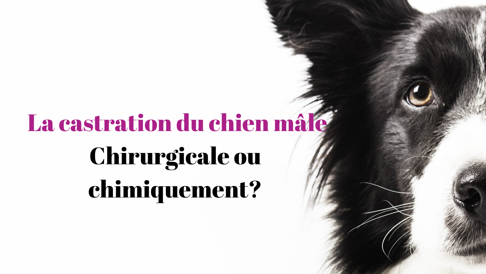 La castration du chien mâle PawsomeVetAdvice