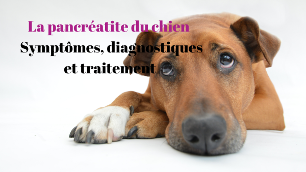 Pancréatite du chien