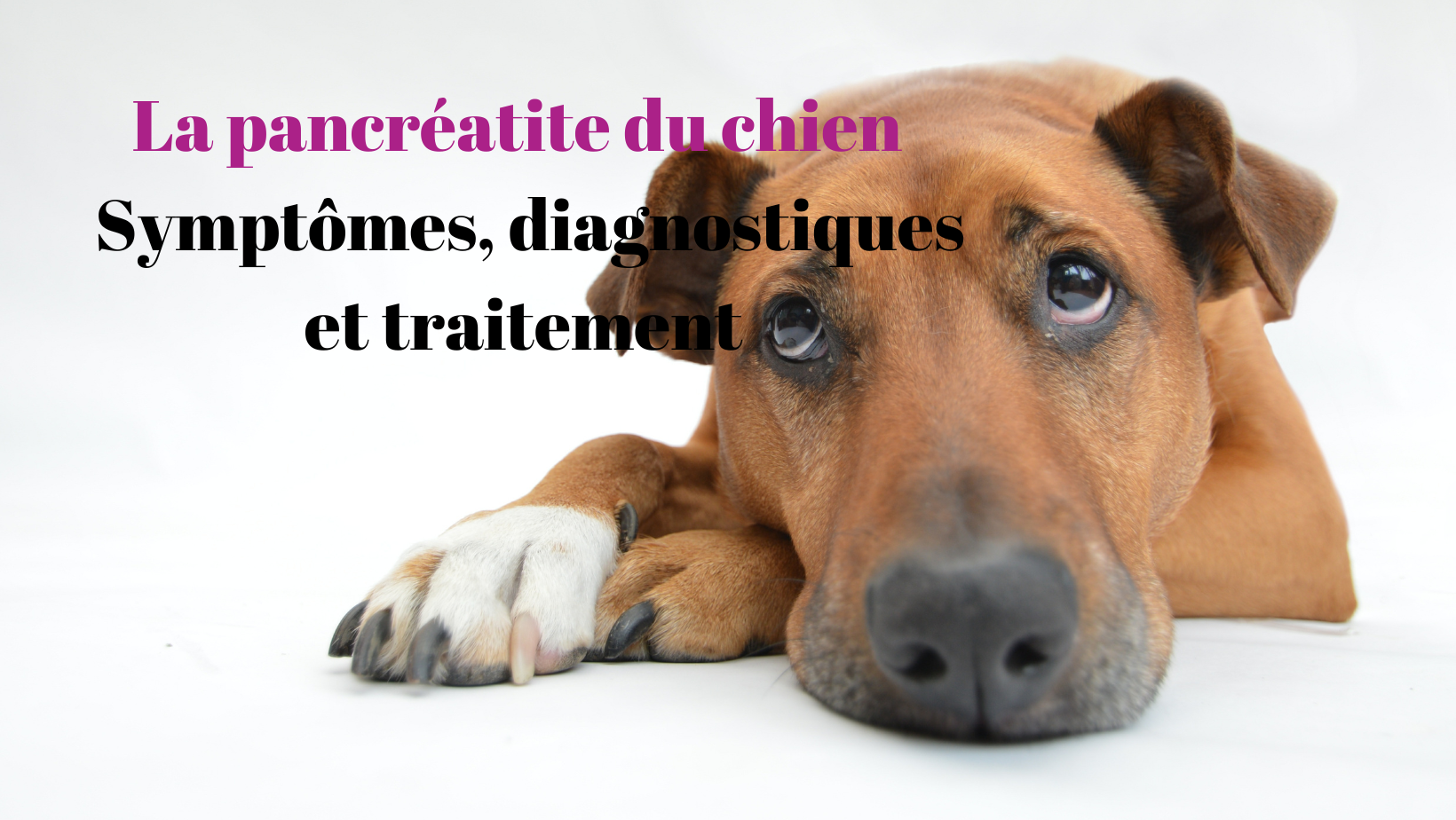Pancréatite du chien
