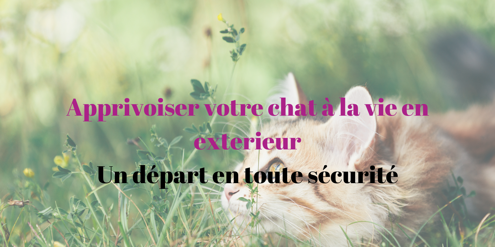 Vie en extérieur chat