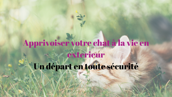 Vie en extérieur chat