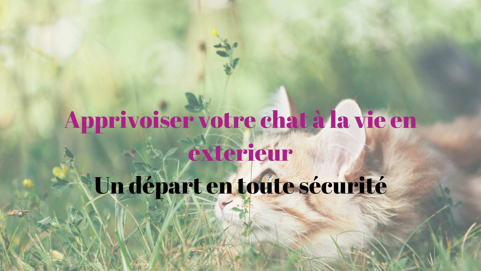 Vie en extérieur chat